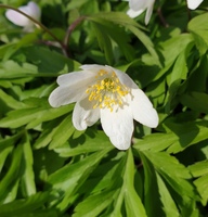 Anemone nemorosa 